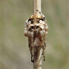 Araneinae (subfamily) (Orb weaver) at Aranda, ACT - 10 Oct 2021 by CathB