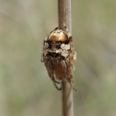 Araneinae (subfamily) at Aranda, ACT - 10 Oct 2021