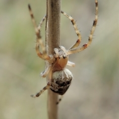 Araneinae (subfamily) at Aranda, ACT - 10 Oct 2021 11:42 AM