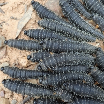 Perga sp. (genus) (Sawfly or Spitfire) at Molonglo Valley, ACT - 12 Oct 2021 by CathB