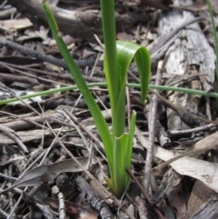 Diuris sp. (hybrid) at Kaleen, ACT - suppressed