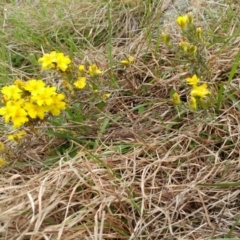 Hibbertia calycina at Molonglo Valley, ACT - 12 Oct 2021