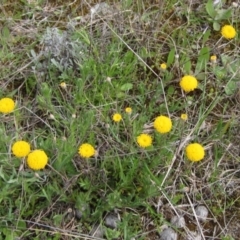 Leptorhynchos squamatus (Scaly Buttons) at Gungaderra Grasslands - 11 Oct 2021 by pinnaCLE