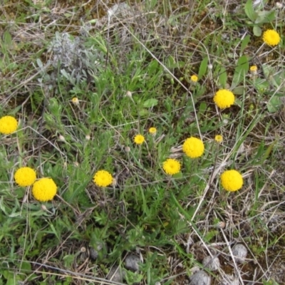 Leptorhynchos squamatus (Scaly Buttons) at Kaleen, ACT - 11 Oct 2021 by pinnaCLE