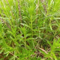 Epilobium billardiereanum (Willowherb) at The Pinnacle - 11 Oct 2021 by sangio7