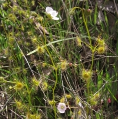 Drosera gunniana (Pale Sundew) at Gungaderra Grasslands - 11 Oct 2021 by pinnaCLE