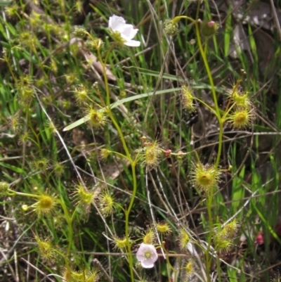 Drosera gunniana (Pale Sundew) at Gungaderra Grasslands - 11 Oct 2021 by pinnaCLE
