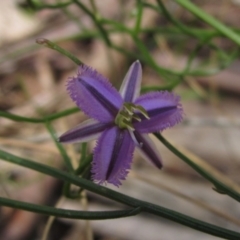 Thysanotus patersonii (Twining Fringe Lily) at Crace, ACT - 11 Oct 2021 by pinnaCLE