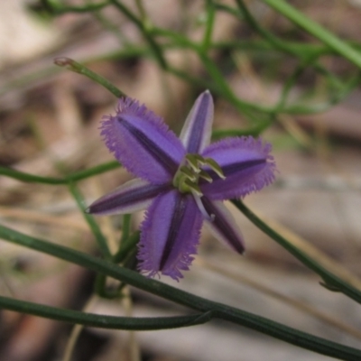 Thysanotus patersonii (Twining Fringe Lily) at Crace, ACT - 11 Oct 2021 by pinnaCLE