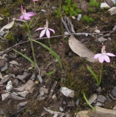 Caladenia carnea (Pink Fingers) at Crace, ACT - 11 Oct 2021 by pinnaCLE