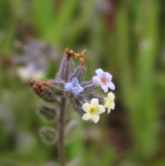 Myosotis discolor (Forget-me-not) at Yarramundi Grassland
 - 11 Oct 2021 by pinnaCLE