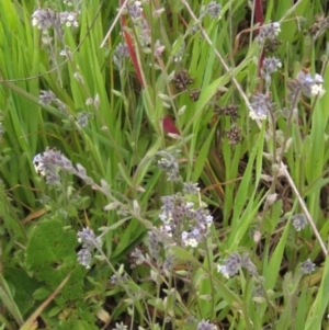 Myosotis discolor at Molonglo Valley, ACT - 11 Oct 2021