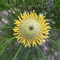 Isopogon anethifolius at Yadboro, NSW - 26 Sep 2021 by Syncarpia