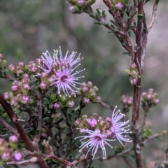 Kunzea parvifolia (Violet Kunzea) at Currawang, NSW - 13 Oct 2021 by camcols