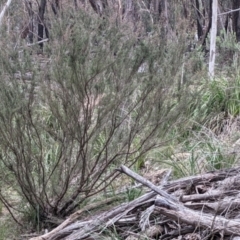 Kunzea parvifolia at Currawang, NSW - suppressed