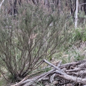 Kunzea parvifolia at Currawang, NSW - suppressed