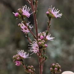 Kunzea parvifolia at Currawang, NSW - suppressed