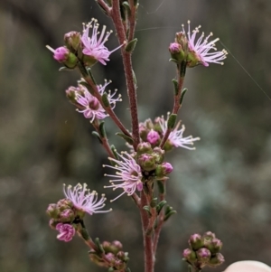 Kunzea parvifolia at Currawang, NSW - suppressed