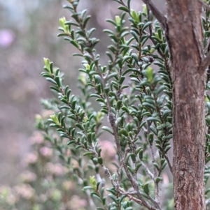 Kunzea parvifolia at Currawang, NSW - suppressed