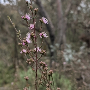 Kunzea parvifolia at Currawang, NSW - suppressed