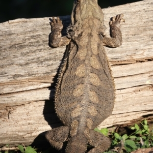 Pogona barbata at Ainslie, ACT - suppressed