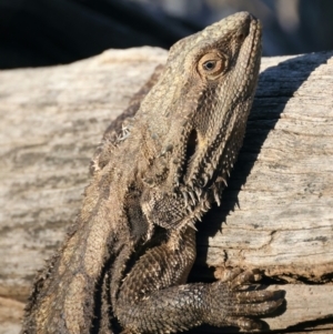 Pogona barbata at Ainslie, ACT - suppressed