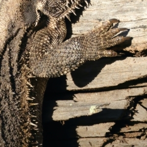 Pogona barbata at Ainslie, ACT - suppressed