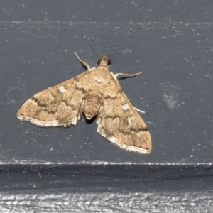 Nacoleia rhoeoalis at Higgins, ACT - 11 Oct 2021