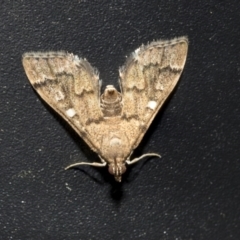 Nacoleia rhoeoalis at Higgins, ACT - 11 Oct 2021