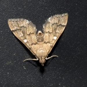 Nacoleia rhoeoalis at Higgins, ACT - 11 Oct 2021