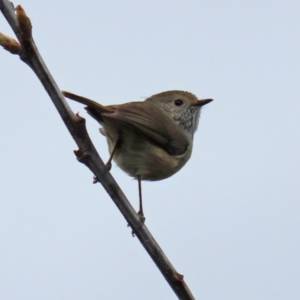 Acanthiza pusilla at Paddys River, ACT - 13 Oct 2021