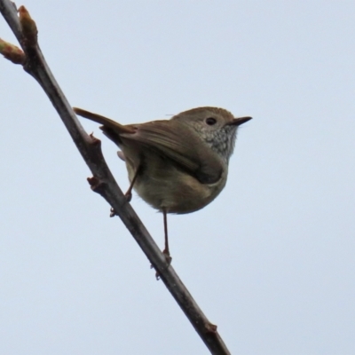 Acanthiza pusilla (Brown Thornbill) at Paddys River, ACT - 13 Oct 2021 by RodDeb