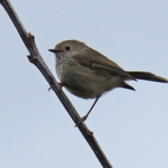 Acanthiza pusilla at Paddys River, ACT - 13 Oct 2021