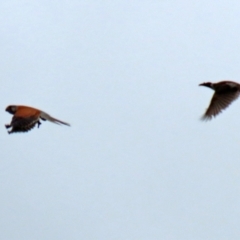 Falco cenchroides (Nankeen Kestrel) at Gordon, ACT - 13 Oct 2021 by RodDeb