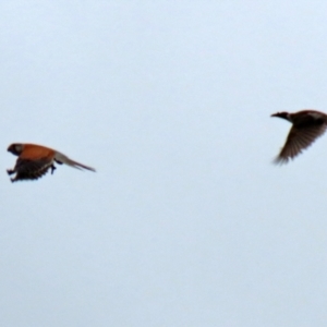 Falco cenchroides at Gordon, ACT - 13 Oct 2021 12:51 PM