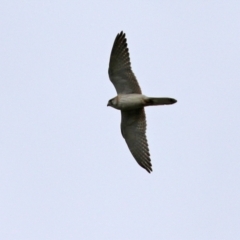 Falco cenchroides at Gordon, ACT - 13 Oct 2021