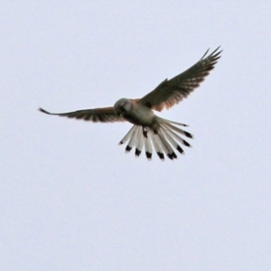 Falco cenchroides at Gordon, ACT - 13 Oct 2021