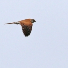 Falco cenchroides at Gordon, ACT - 13 Oct 2021