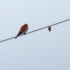 Falco cenchroides at Gordon, ACT - 13 Oct 2021 12:51 PM