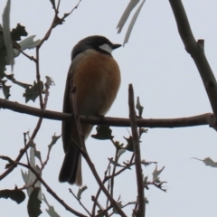 Pachycephala rufiventris at Paddys River, ACT - 13 Oct 2021