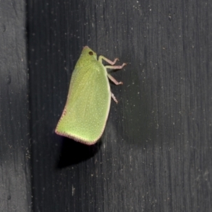 Siphanta sp. (genus) at Higgins, ACT - 9 Oct 2021