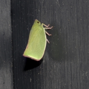 Siphanta sp. (genus) at Higgins, ACT - 9 Oct 2021 08:20 PM