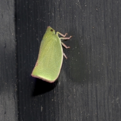 Siphanta sp. (genus) (Green planthopper, Torpedo bug) at Higgins, ACT - 9 Oct 2021 by AlisonMilton