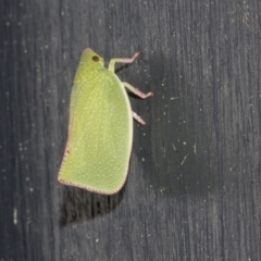 Siphanta sp. (genus) at Higgins, ACT - 9 Oct 2021 08:20 PM