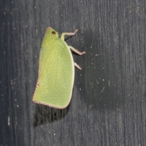 Siphanta sp. (genus) at Higgins, ACT - 9 Oct 2021