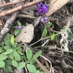 Glycine tabacina (Variable Glycine) at Belconnen, ACT - 13 Oct 2021 by Dora