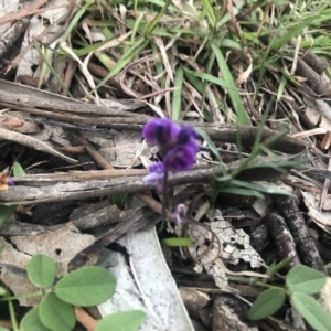 Glycine tabacina at Belconnen, ACT - 13 Oct 2021 06:32 PM