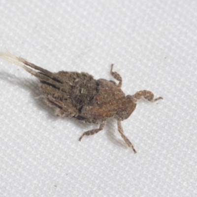 Fulgoroidea sp. (superfamily) (Unidentified fulgoroid planthopper) at Higgins, ACT - 9 Oct 2021 by AlisonMilton