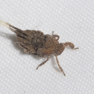 Fulgoroidea (superfamily) at Higgins, ACT - 9 Oct 2021 02:21 PM
