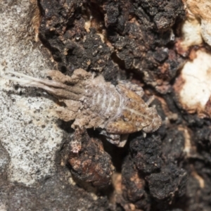 Fulgoroidea (superfamily) at Higgins, ACT - 9 Oct 2021 02:21 PM